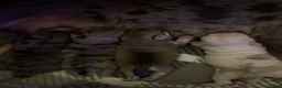 Frug dogs for sale: 🐶 Beautiful Frug puppies 🐶  - Advert 3