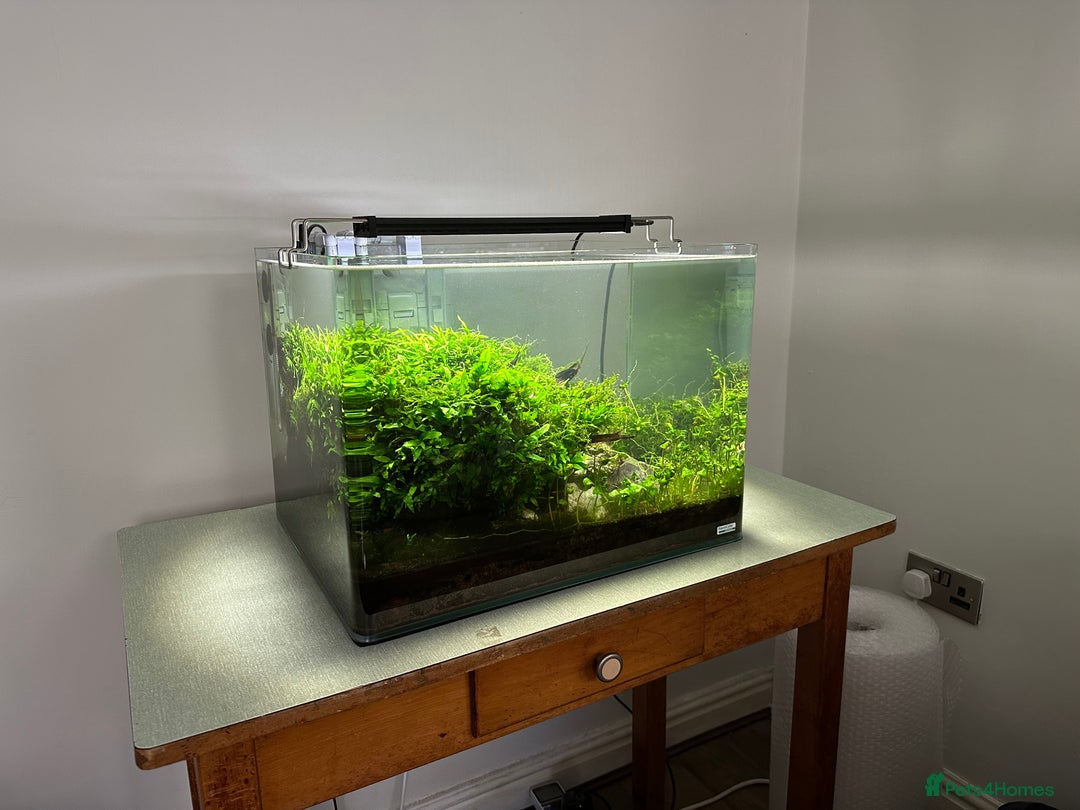 Shrimps fish for sale: Neocaridina Shrimp Aquarium  - Image 8