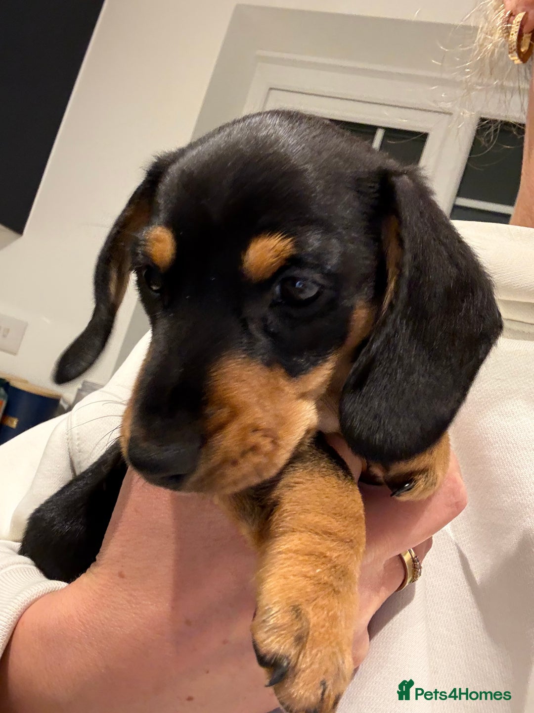 Miniature Dachshund dogs for sale: READY TO LEAVE KC Pedigree Miniature dachshunds - Advert 19