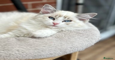 Ragdoll cats - Advert 2