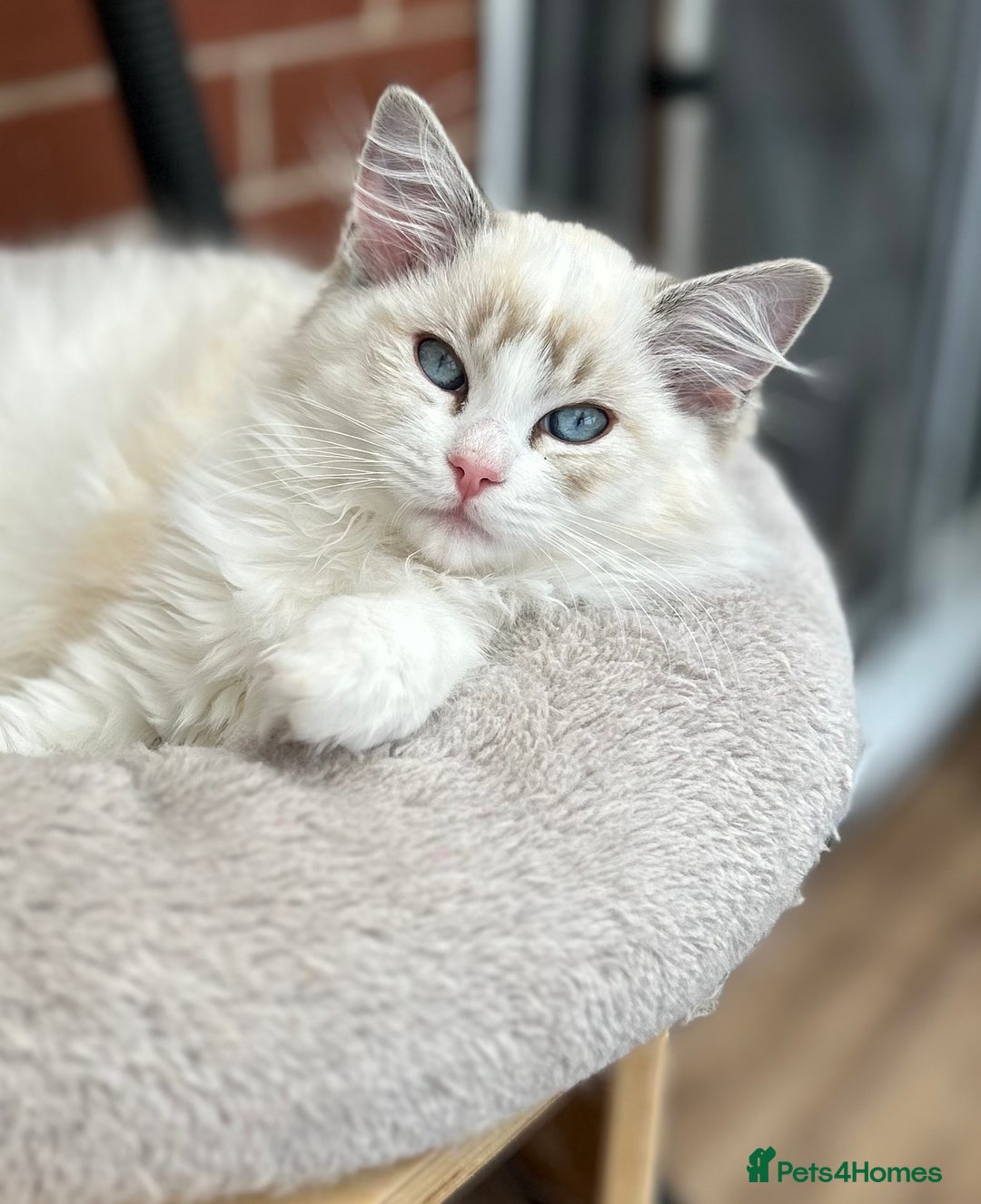 Ragdoll cats for sale: Seal lynx boy. GCCF reg. champion lines - Image 4