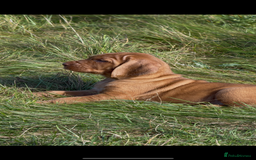 Hungarian Vizsla dogs for sale: Wirehaired Vizsla’s - Image 12