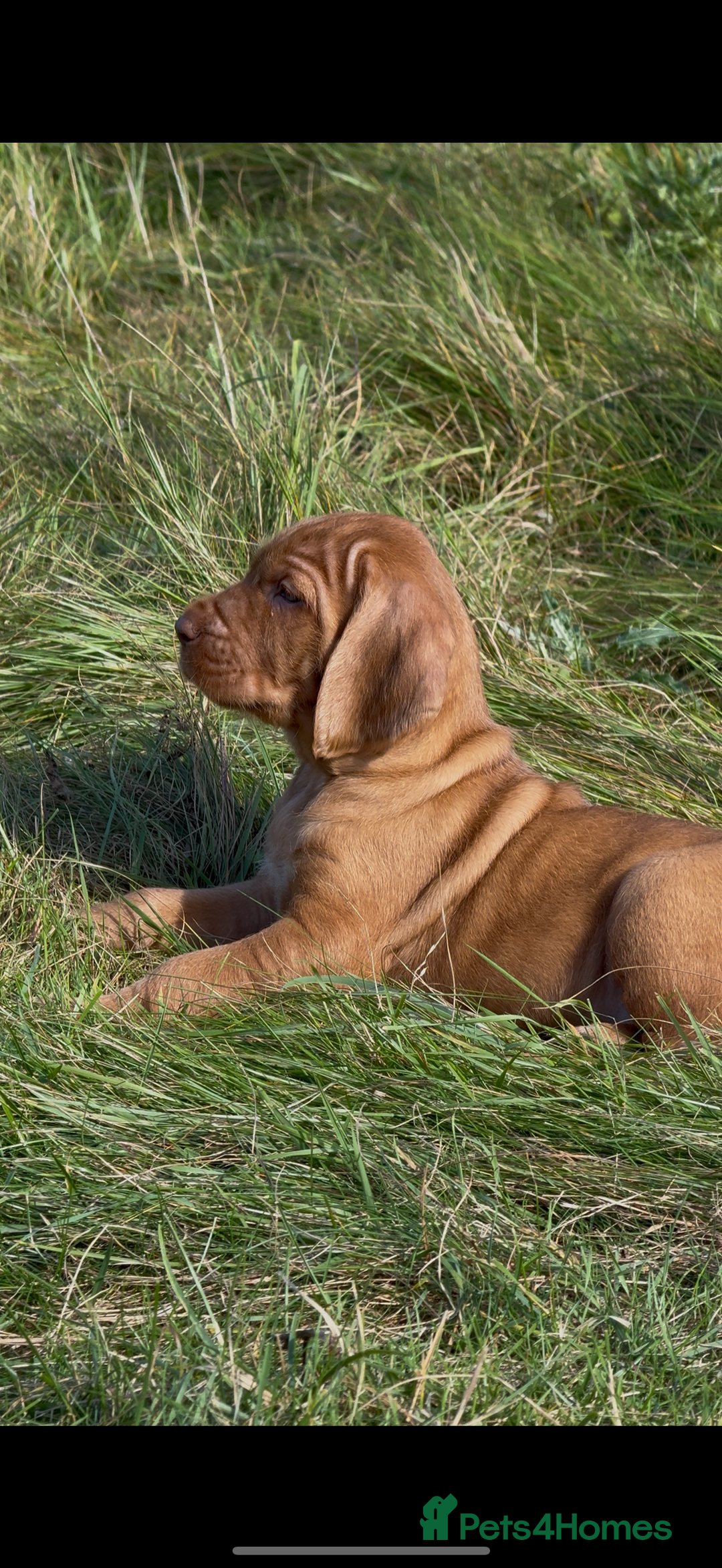 Hungarian Vizsla dogs for sale: Wirehaired Vizsla’s - Image 12