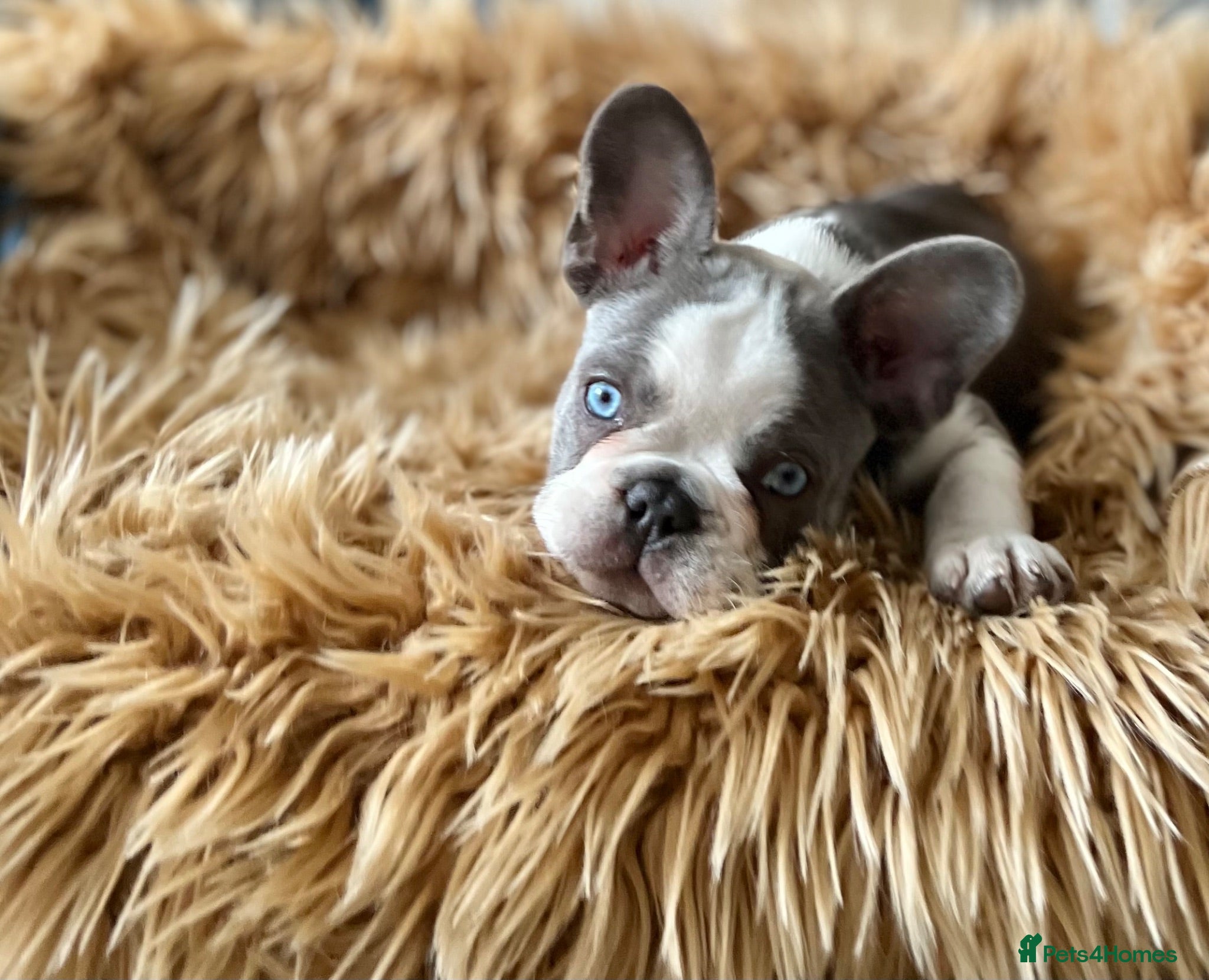 French Bulldog dogs KC Registered French Bulldog Puppies Ready  - Advert 13
