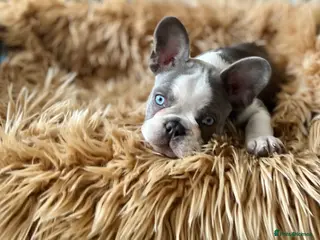 French Bulldog dogs KC Registered French Bulldog Puppies Ready - Advert 13