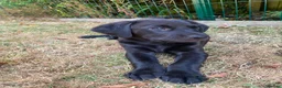 Labrador Retriever dogs for sale: FTCh Gunnerspeg Gambler × Greenbriar Tanzanite - Advert 11