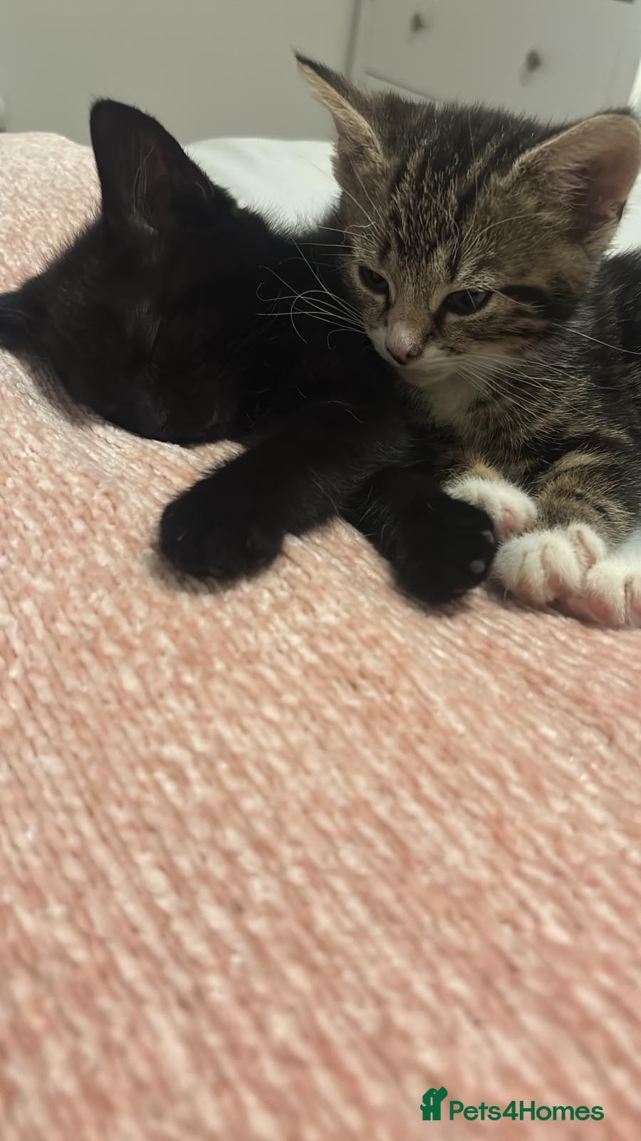 Mixed Breed cats Rescue sisters need home together 🤎🖤 - Advert 6