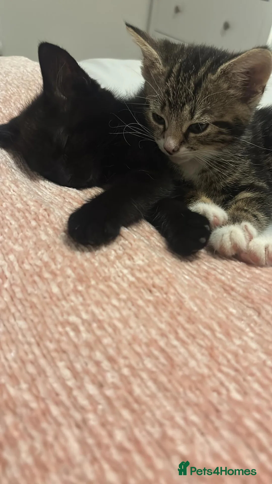 Mixed Breed cats for sale: Rescue sisters need home together 🤎🖤 - Advert 1