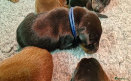 Dobermann dogs for sale: 3 Male Top Line Dobermans - Image 8