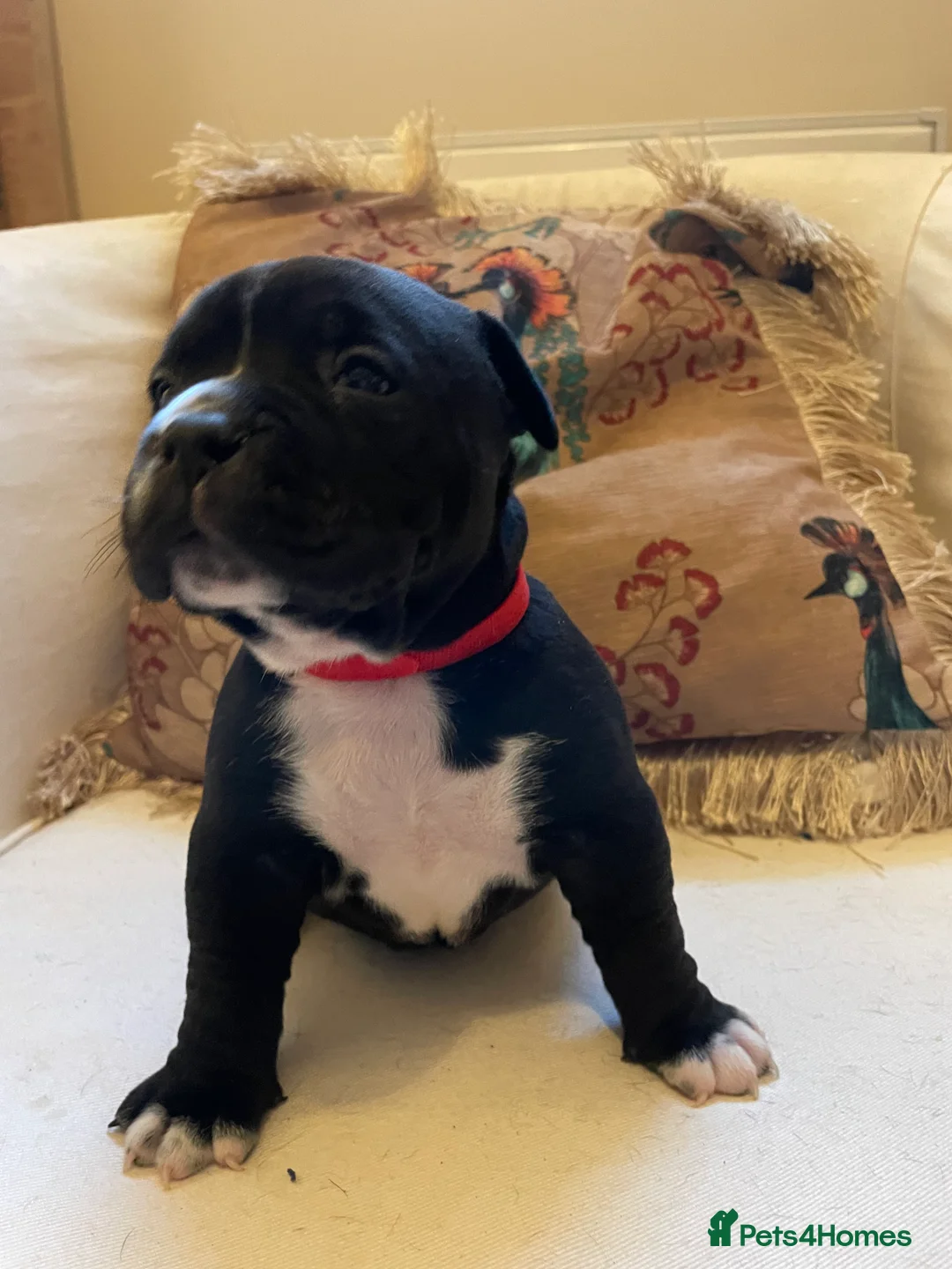 American Bully dogs for sale: ⭐️ 3/4 stunning Pocket bullys mix of colours ⭐️ - Advert 12