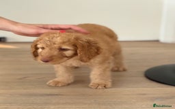 Labradoodle dogs for sale: F1B Labradoodles: just 1 available! in Uxbridge - Image 7