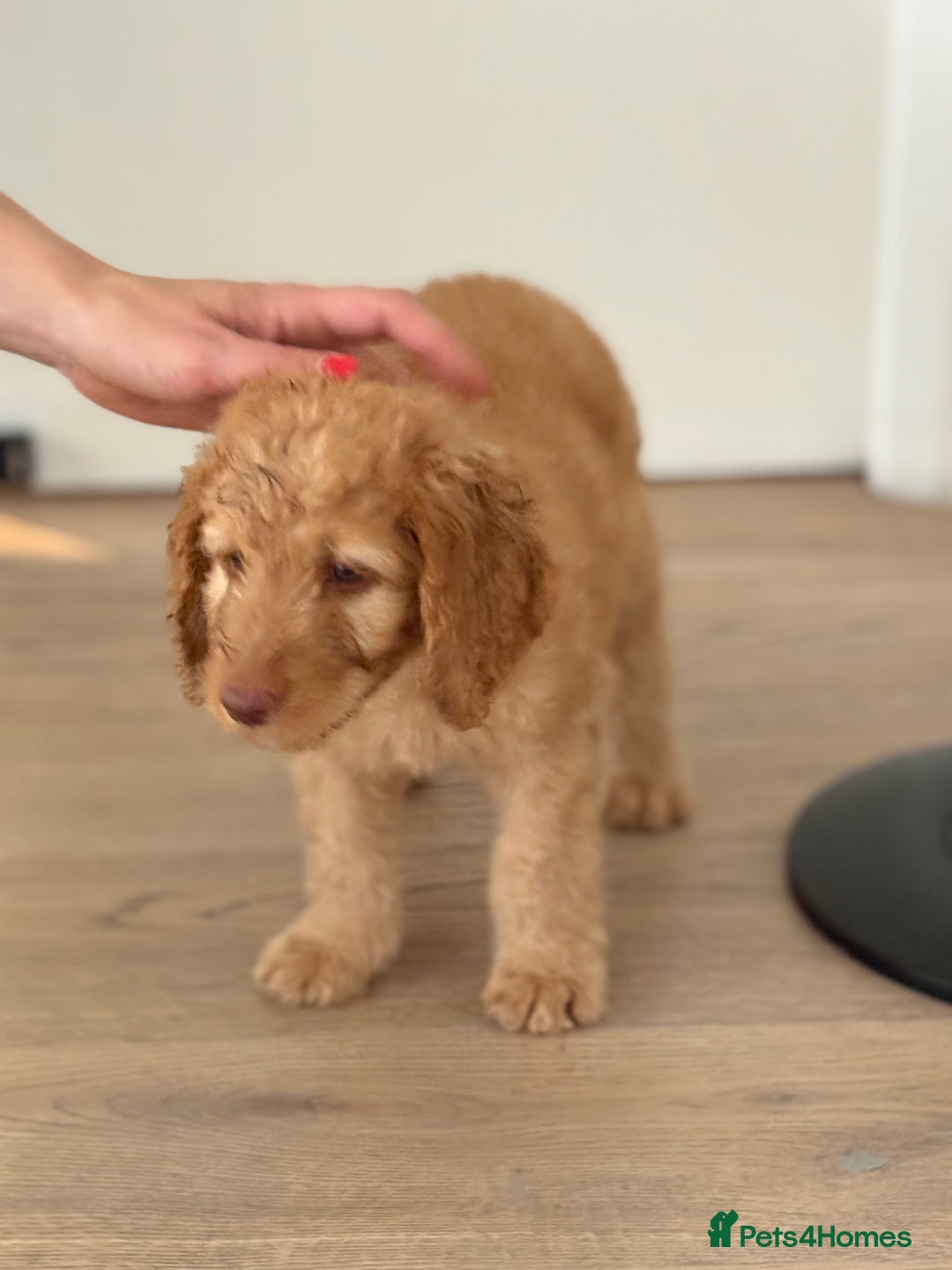 Labradoodle dogs for sale: F1B Labradoodles: just 1 available! in Uxbridge - Image 7