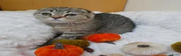 British Shorthair cats for sale: Golden Tabby Kittens  - Advert 19