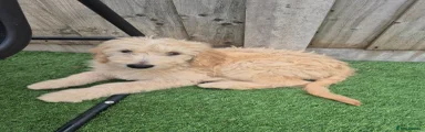 Goldendoodle Puppy 3