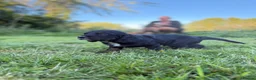 Sprocker dogs for sale: Sprocker spaniel - Ready for their forever home   in Ottery Saint Mary - Advert 6