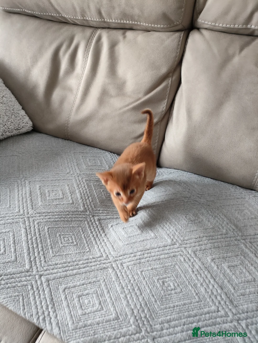 Abyssinian cats for sale: Beautiful abyssinian kitten! - Advert 4