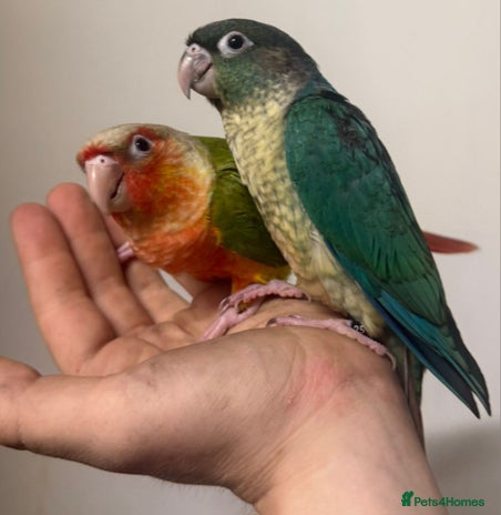 Parrots birds for sale - Advert 4