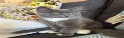Mixed Breed cats for sale: 4 kittens British short hair  in London - Advert 2