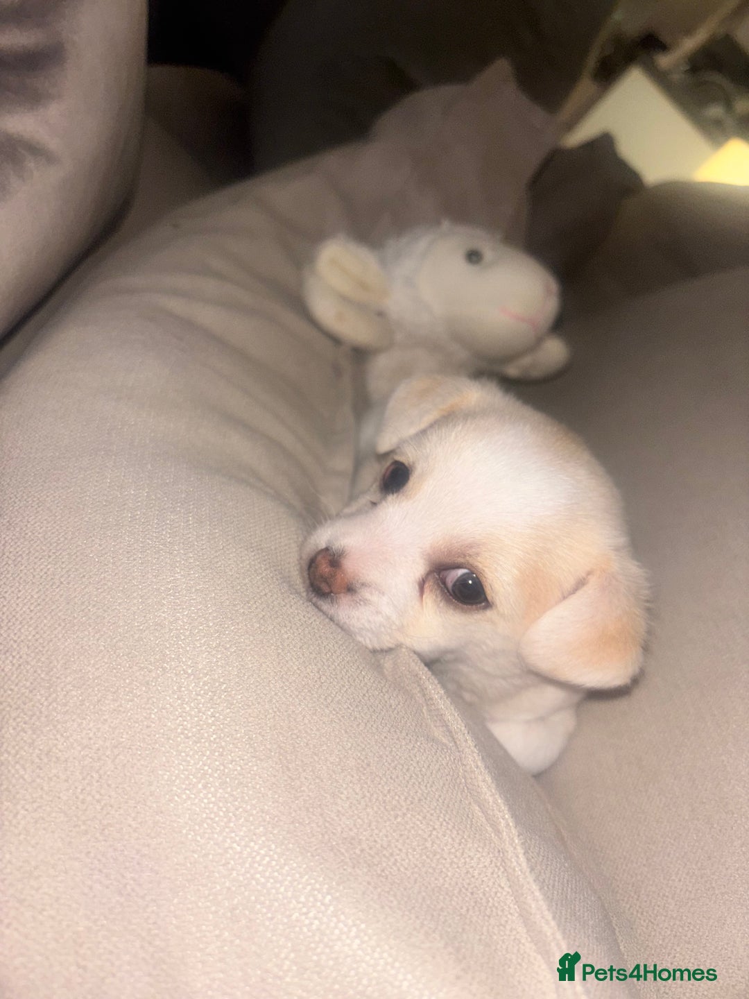 Chorkie dogs for sale: Beautiful chorkie boy.  - Image 5