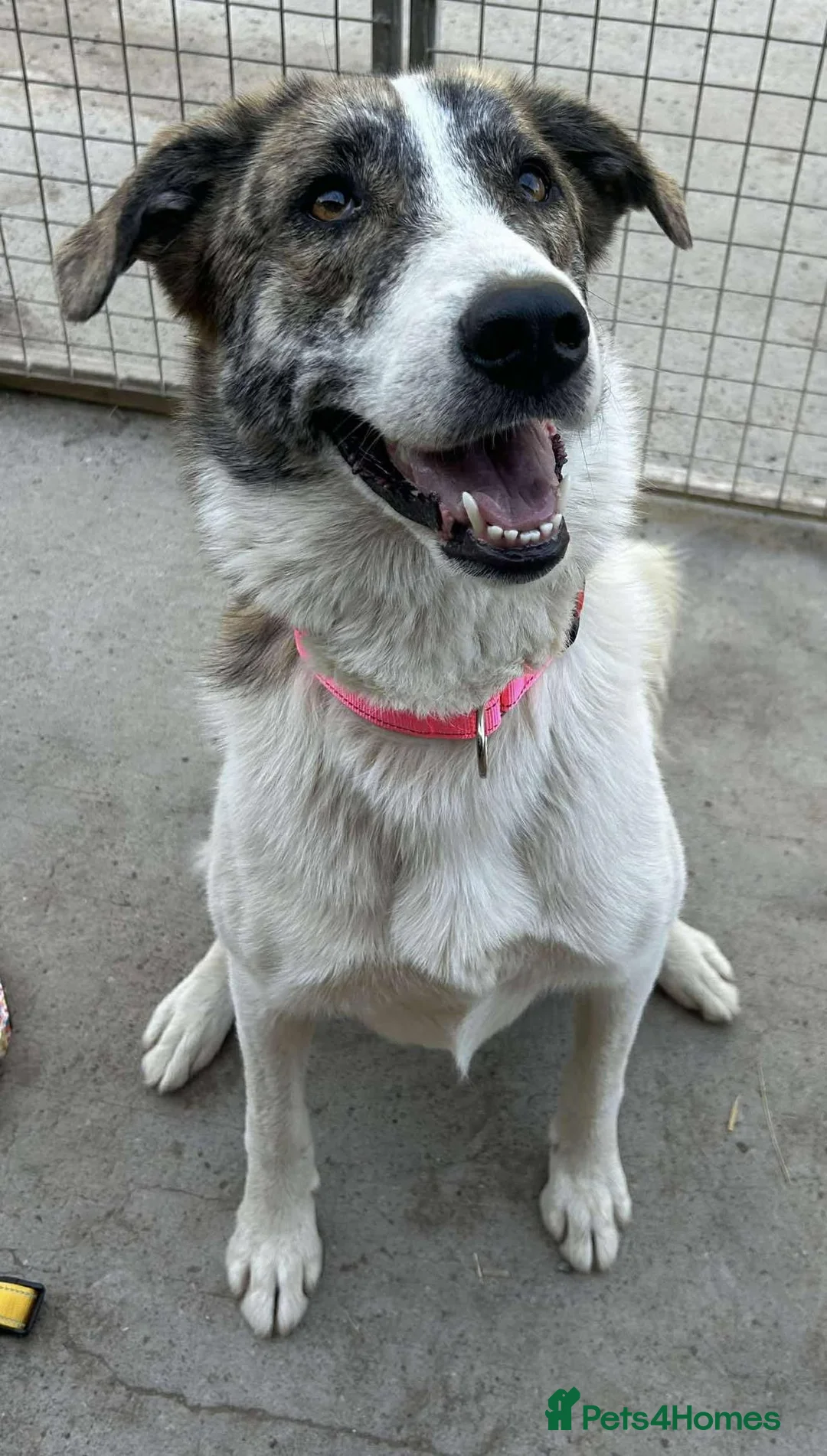 Mixed Breed dogs for adoption: FLO   - Advert 16