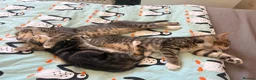 Domestic Shorthair cats for sale: Beautiful little kittens - Advert 5