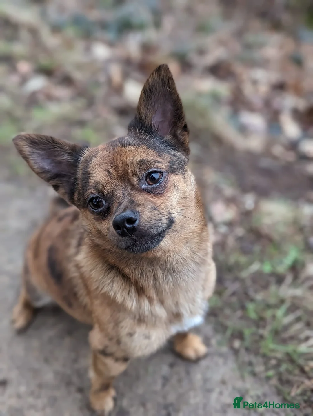 Mixed Breed dogs for sale: 4 Beautiful Pups Ready to Reserve - Advert 2