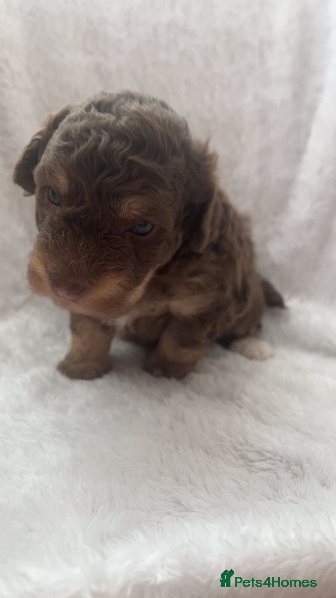 Poochon dogs for sale: Poochon puppies looking for forever home - Image 3