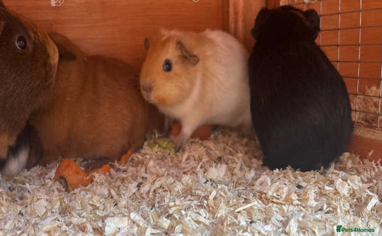 Guinea Pig rodents - Advert 2