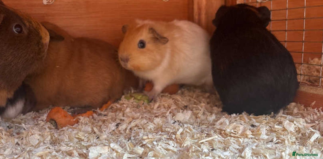 Guinea Pig rodents for sale: Gorgeous baby guinea pigs  - Image 1