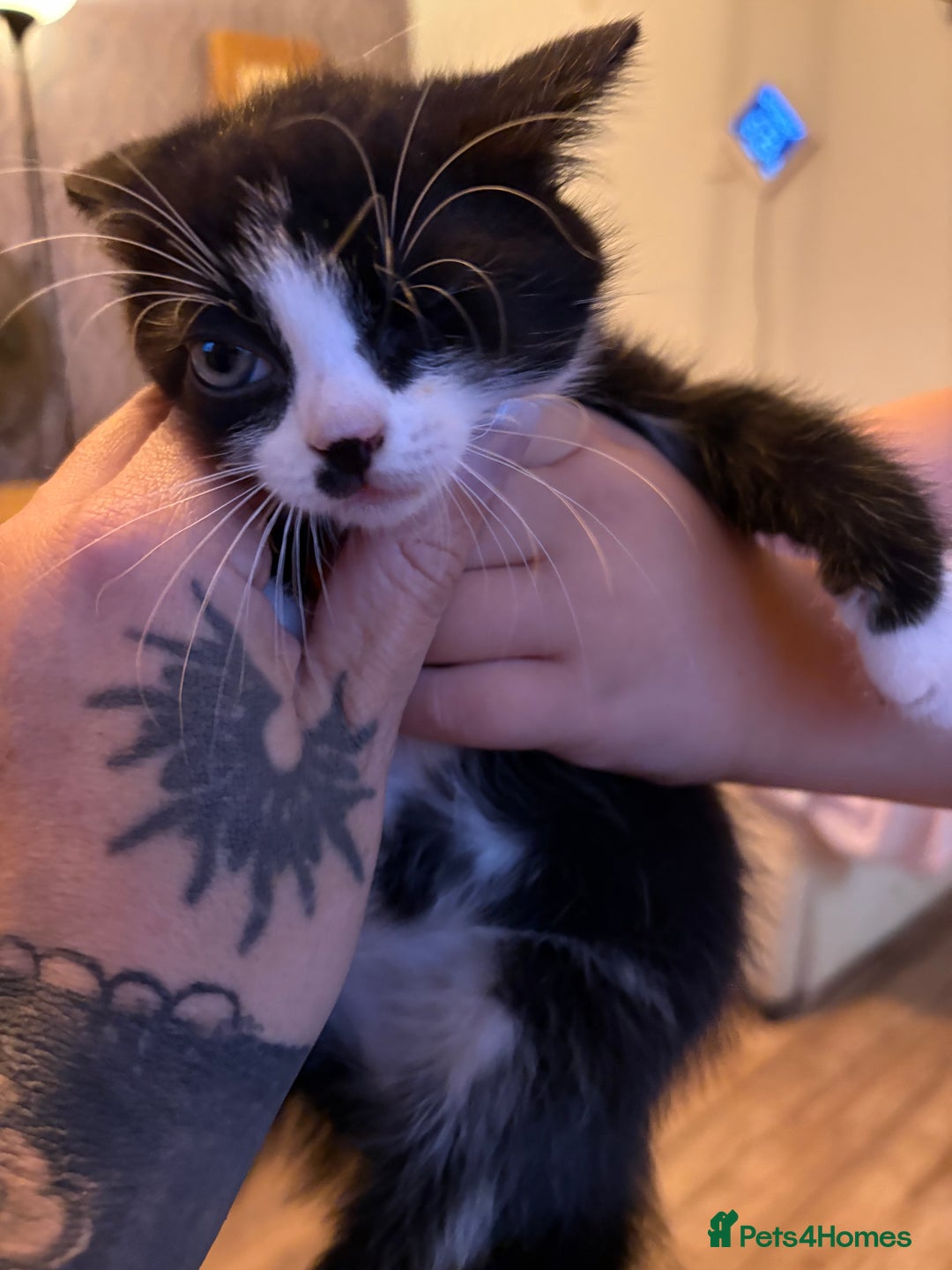 Mixed Breed cats for sale: 8 week old kittens - Image 3