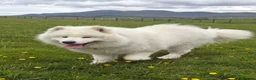 Samoyed dogs for sale: My beautiful girl is expecting (NORTHERN IRELAND) in Ballynahinch - Advert 3