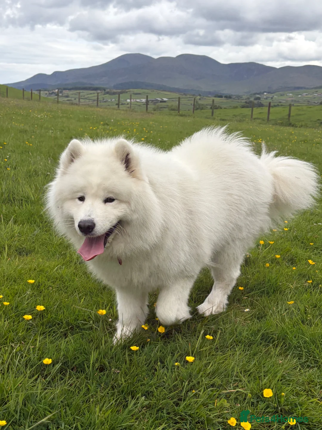 Samoyed dogs for sale: My beautiful girl is expecting (NORTHERN IRELAND) in Ballynahinch - Advert 3