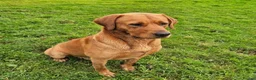Labrador Retriever dogs for sale: Health Tested Labrador Puppies For Sale  - Advert 11