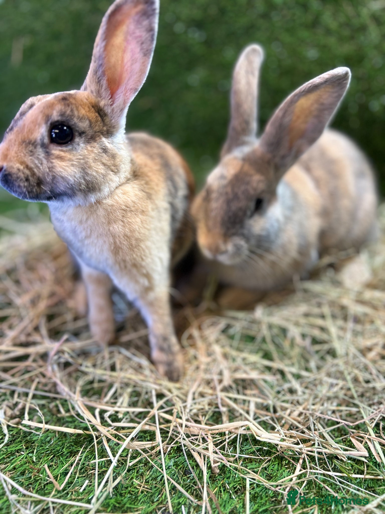 Mixed Breed rabbits Adorable baby rabbits ready for sale now - Advert 23