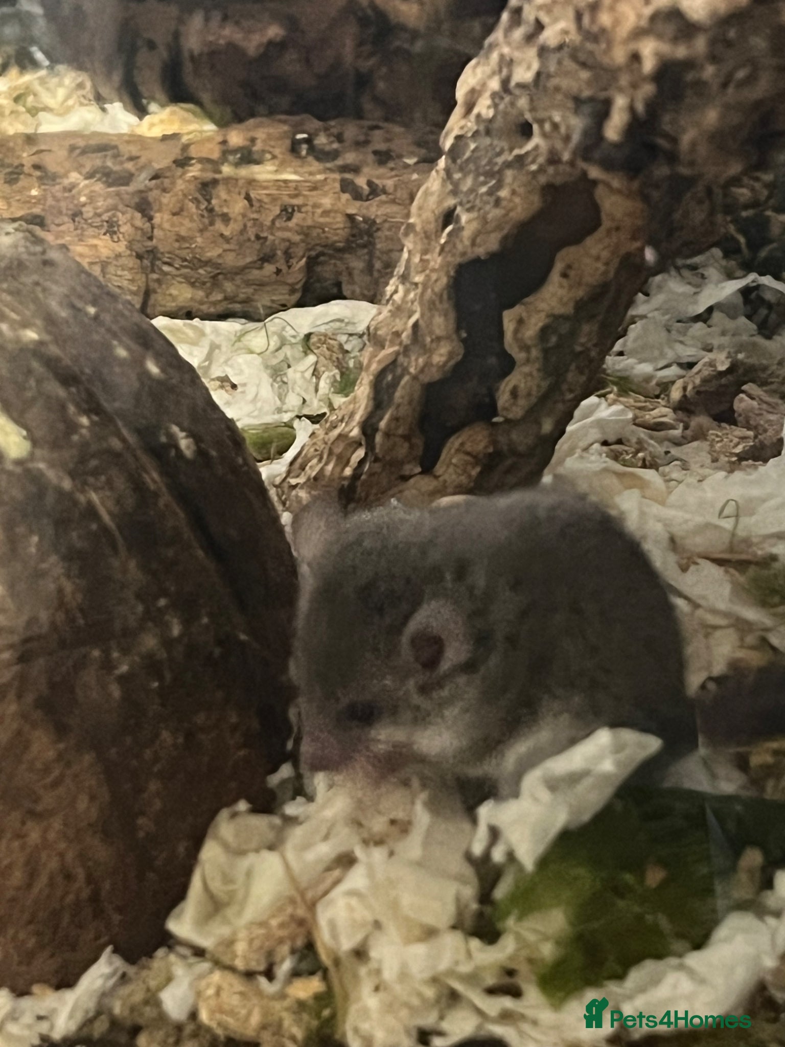 Mouse rodents for sale: African Pygmy dormice/squirrels - Advert 4