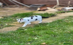 Mixed Breed cats for sale: Male  Cat - Image 7