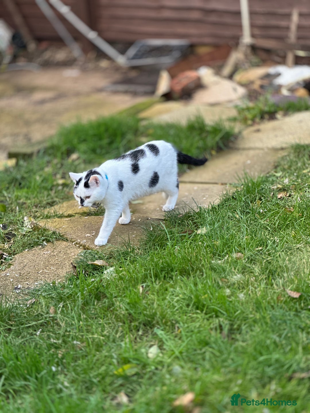 Mixed Breed cats for sale: Male  Cat - Image 7