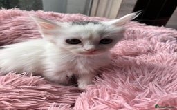 Mixed Breed cats for sale: Lovely little kittens for sale - Image 6