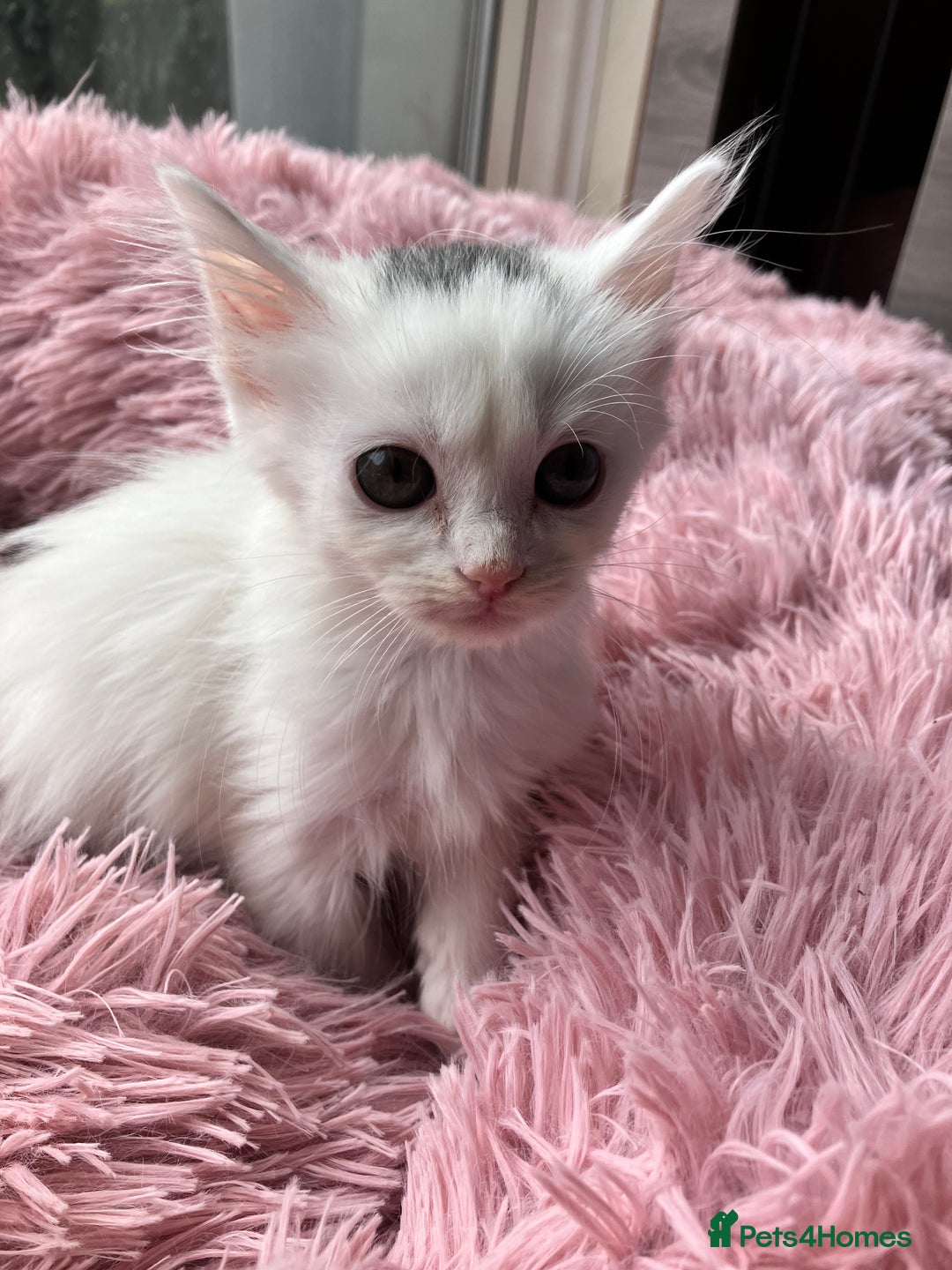 Mixed Breed cats for sale: Lovely little kittens for sale - Image 6
