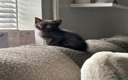 Mixed Breed cats for sale: Kitten’s ready now  - Image 13
