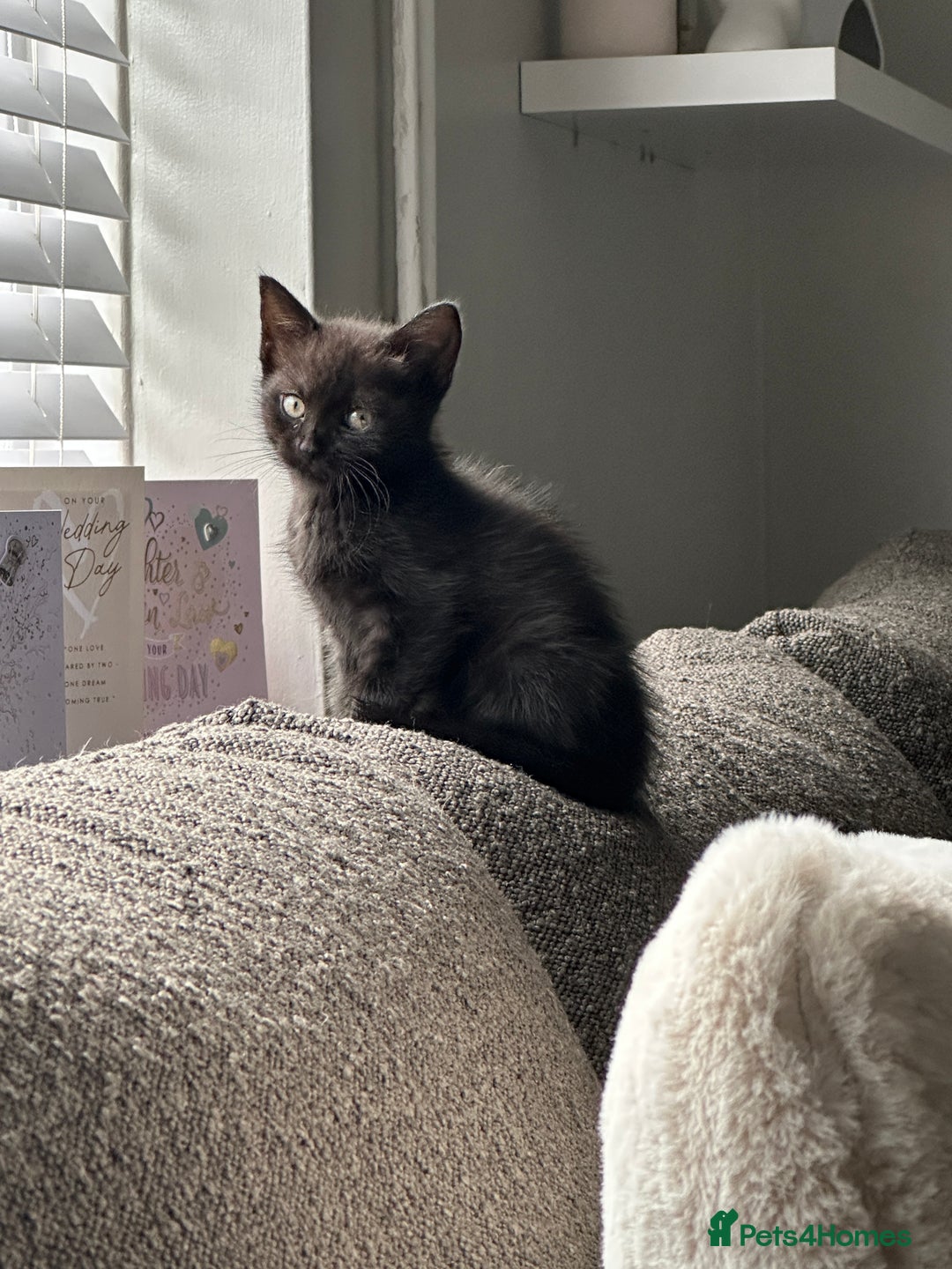 Mixed Breed cats for sale: Kitten’s ready now  - Image 13