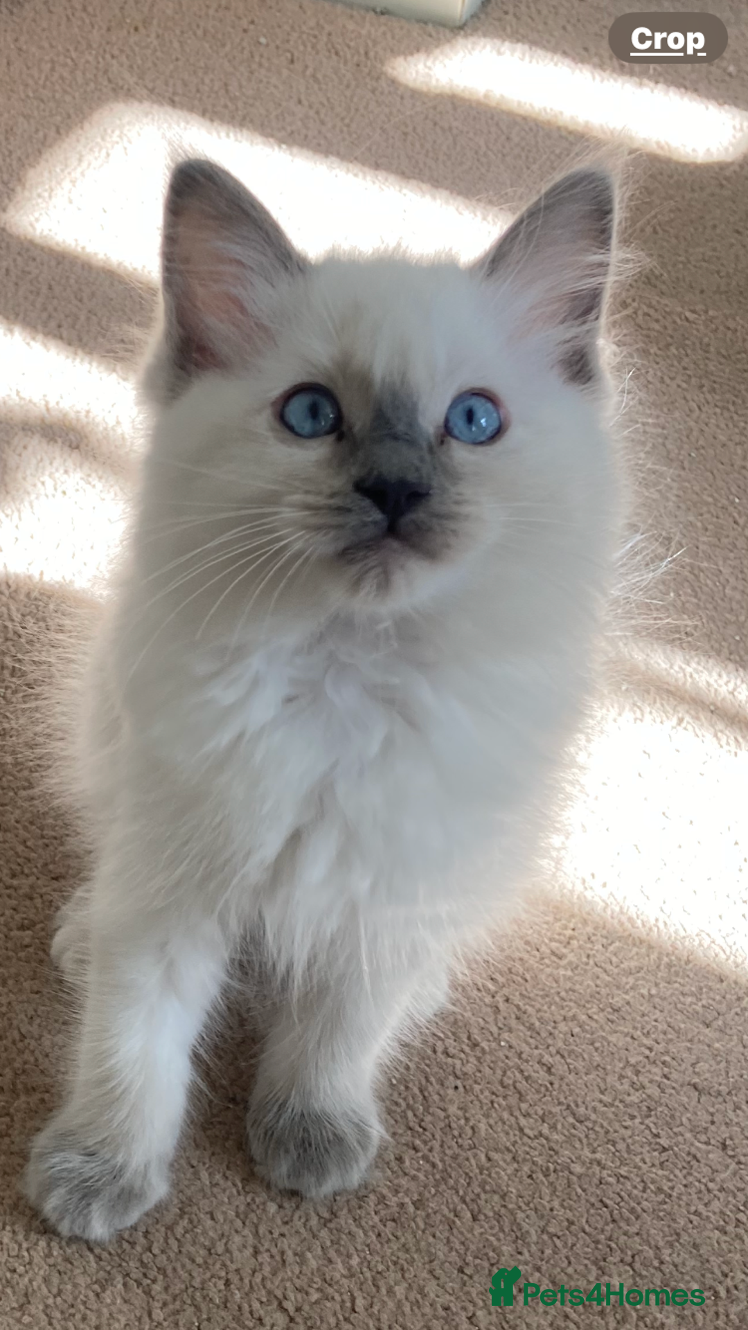 Ragdoll cats for sale: Ragdoll kittens - Image 7