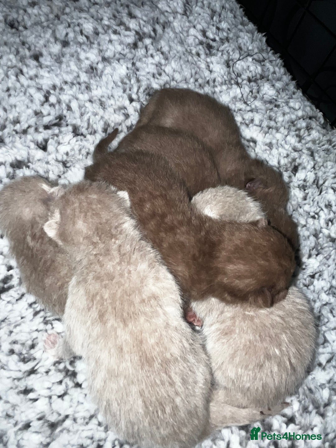 British Shorthair cats for sale: 🏆cinnamon & lilac british shorthair babies 🏆 - Advert 4