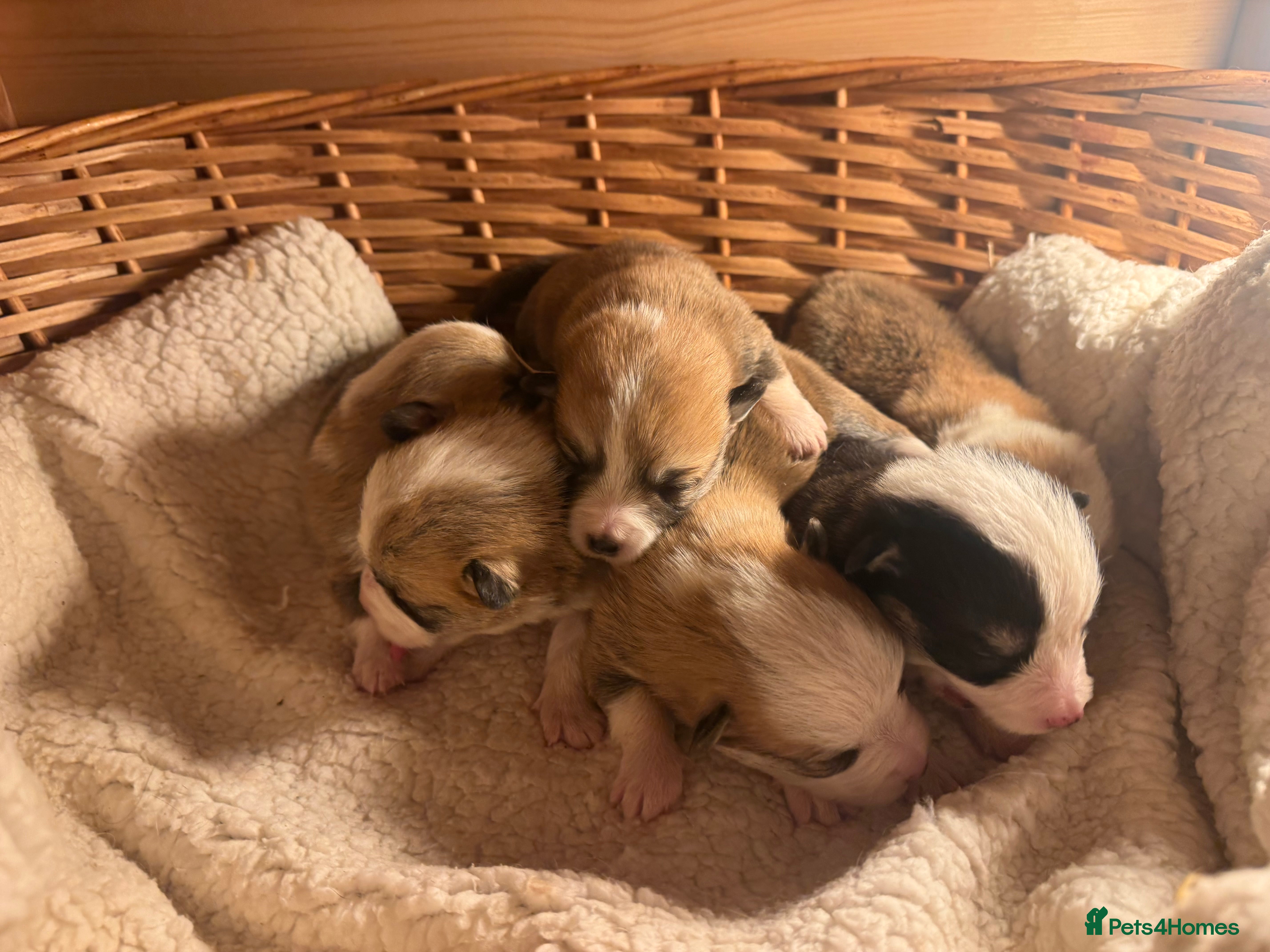 Welsh Corgi Pembroke dogs Kc Pembroke corgi puppies - Advert 4