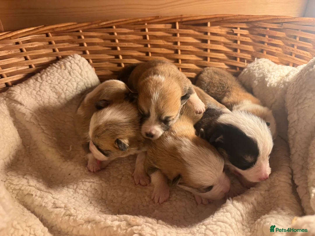 Welsh Corgi Pembroke dogs for sale: 2 girls/1 boy available! Kc Pembroke corgi puppies - Advert 10