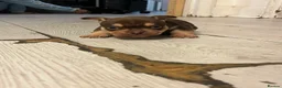 American Bully dogs for sale: Nano bully 2 females  - Advert 9
