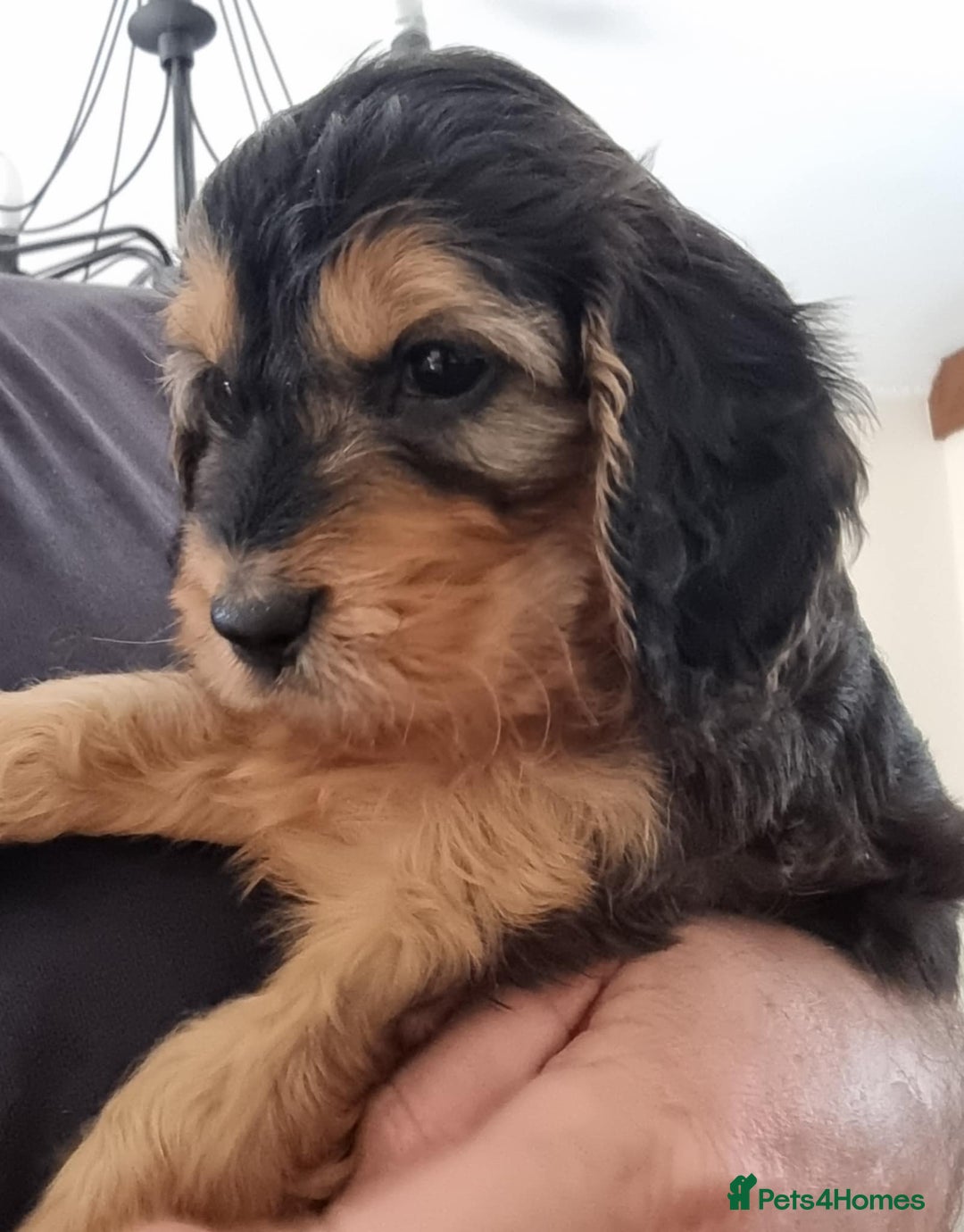 Cockapoo dogs for sale: Cockapoo's - Image 24