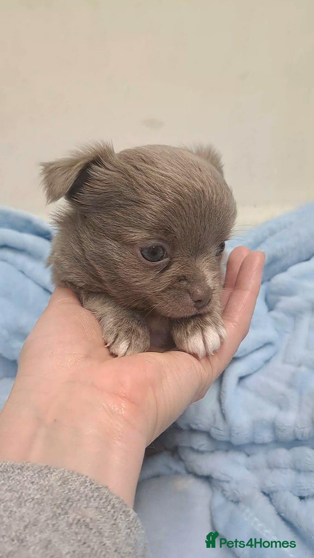 Chihuahua dogs Long Coat Chihuahua Puppies for Sale - Advert 15