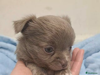 Chihuahua dogs Long Coat Chihuahua Puppies for Sale - Advert 15