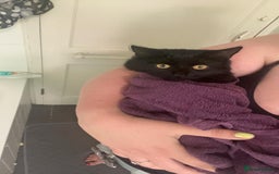 British Longhair cats for sale: Urgently Rehoming 2 beautiful cats - Image 3